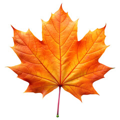 Obraz premium Maple Leaf, Realistic Fern Leaf PNG, Tree Leaf, Flat vector maple leaf, autumn maple leaf, Flat Botanical Leaf PNG, Photoreal maple leaf