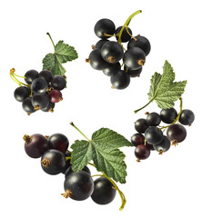 Fresh Ripe Black Currant berries falling in the air isolated on white background
