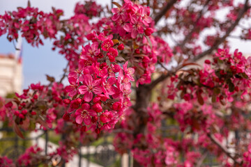 Branches of cherry blossoms on a tree on a spring day.