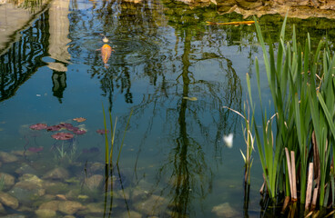 Pond with reeds, fish and stones in the park.