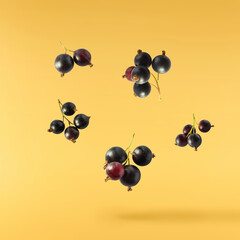 Fresh Ripe Black Currant berries falling in the air isolated on yellow background