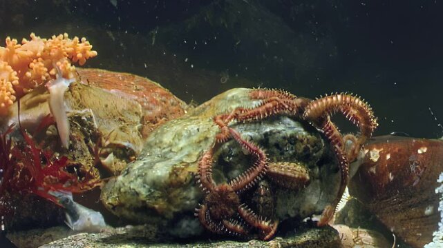 Ophiura, also known as snaketail stars, intertwine their arms across rocks. Observed at the bottom of the White Sea in the Arctic Ocean, these echinoderms showcase marine life.