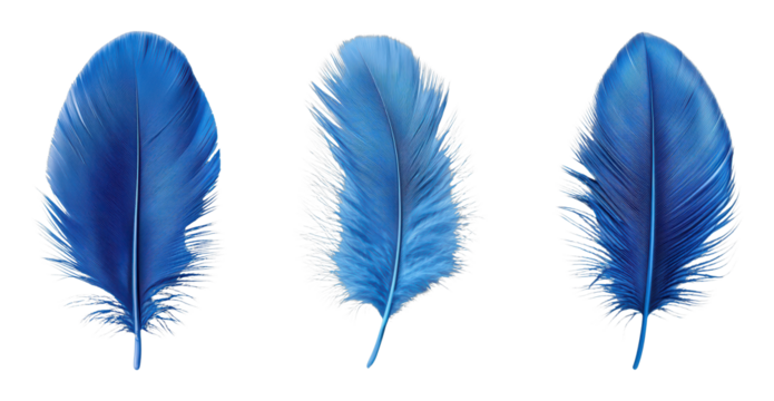 Three vibrant blue feathers on a black background