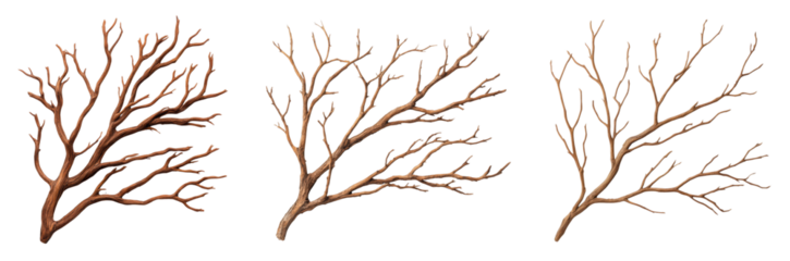 Detailed 3D models of bare tree branches