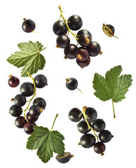 Fresh Ripe Black Currant berries falling in the air isolated on white background