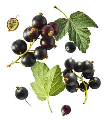 Fresh Ripe Black Currant berries falling in the air isolated on white background