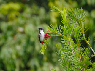 Bird perching on bottlebrush tree in bloom 