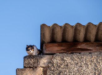 A cat sits on a fence against the sky.