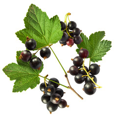 Fresh Ripe Black Currant berries falling in the air isolated on white background