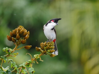Red Whiskered Bulbul bird perching on African Tulip tree 
