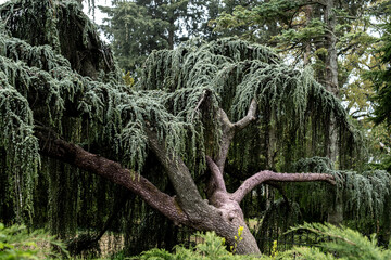 Atlas cedar in the park on a summer day.