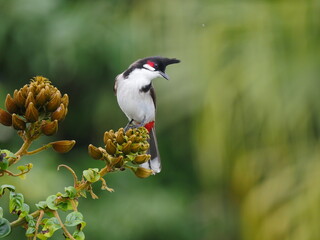Bulbul bird perching on African Tulip tree