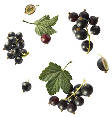 Fresh Ripe Black Currant berries falling in the air isolated on white background
