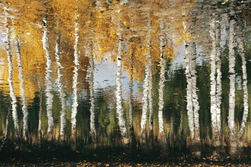 Autumnal birch trees reflected in a still, rippling lake, creating a mesmerizing mirror image.