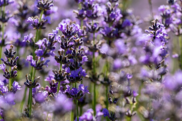 Lavender background. Close-up of blooming lavender in field, selective focus, beautiful blur.