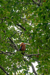 A Rufous necked hornbill perched on top of a tree branch on the outskirts of Latpanchar village in West Bengal © Chaithanya