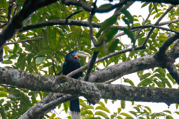 A Rufous necked hornbill perched on top of a tree branch on the outskirts of Latpanchar village in West Bengal