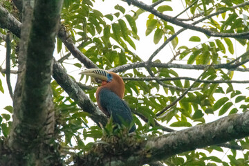 A Rufous necked hornbill perched on top of a tree branch on the outskirts of Latpanchar village in...