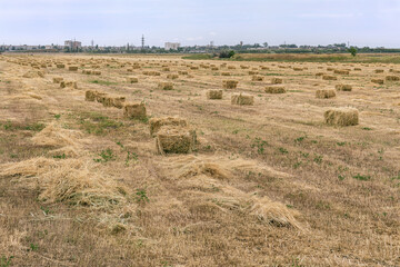 Agricultural field on which lay blocks of compressed straw after harvest. Dry straw for use in...