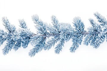 Fototapeta premium Frost-covered pine branch isolated on white background, winter scene.