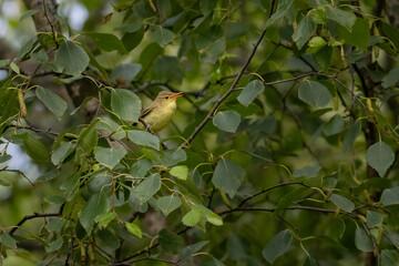 a melodious warbler is sittiing on a branch
