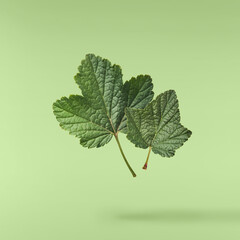 Fresh green Black Currant leaves falling in the air isolated on green background