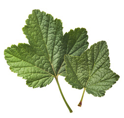 Fresh green Black Currant leaves falling in the air isolated on white background