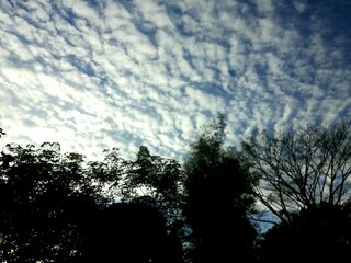Fototapeta premium Silhouette of tropical trees with dramatic rippled sky at sunrise in Thailand countryside