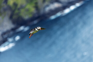 Atlantic puffin flying near steep cliffs with blurred coastline background (Fratercula arctica)