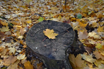Autumn Leaf on Tree Stump A Seasonal Study