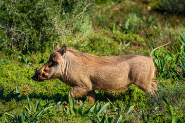 A common warthog (Phacochoerus africanus) stands alert in bright sunlight amidst lush vegetation near Gqeberha (Port Elizabeth), Eastern Cape, South Africa. A striking African wildlife moment.