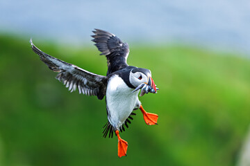 Atlantic puffin returning with fish to burrow for feeding (Fratercula arctica)