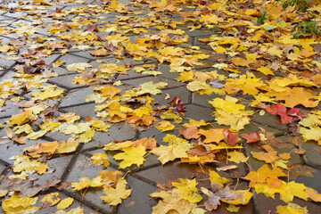 Fallen Autumn Leaves on Pavement isolated low angle view