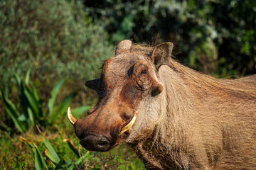 A common warthog (Phacochoerus africanus) stands alert in bright sunlight amidst lush vegetation near Gqeberha (Port Elizabeth), Eastern Cape, South Africa. A striking African wildlife moment.