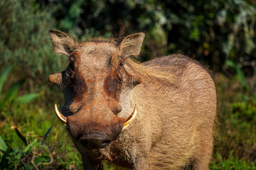 A common warthog (Phacochoerus africanus) stands alert in bright sunlight amidst lush vegetation near Gqeberha (Port Elizabeth), Eastern Cape, South Africa. A striking African wildlife moment.