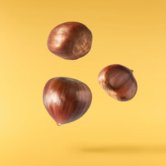 Raw fresh Chestnut falling in the air solated on yellow background