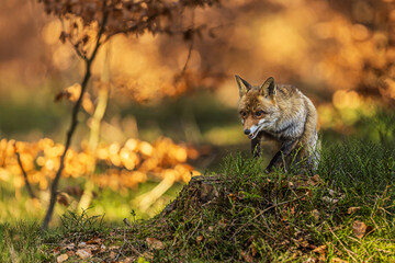 Red fox approaching cautiously through autumn forest clearing (Vulpes vulpes)