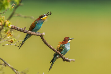 Obraz premium Two European bee-eaters (Merops apiaster) perched on branch, one holding insect