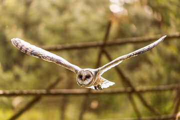 Barn owl Tyto alba flying through forest with wings fully spread wide open