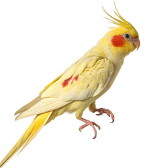 Fototapeta premium Cockatiel parrot with yellow and red feathers isolated on transparent background 