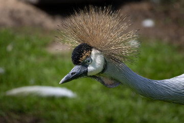 grey crowned crane - balearica regulorum gibericeps.