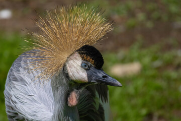 grey crowned crane - balearica regulorum gibericeps.