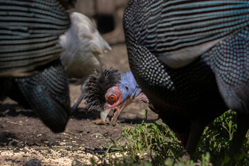 Black guinea fowl in the grass. Aviary for birds.