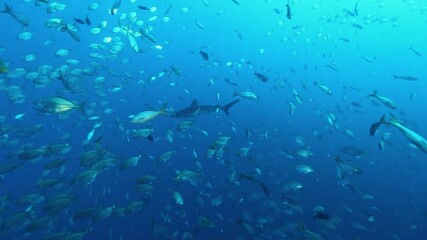 Witness a mesmerizing school of tuna gliding effortlessly through the Pacific Ocean near the Galapagos Islands. The game fish swim together, splitting into groups in the clear blue water.