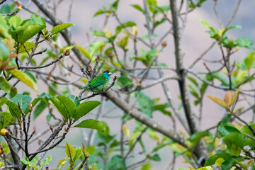 A blue-throated barbet inside tea estate on the outskirts of Darjeeling town