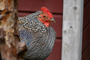 Grey junglefowl, Sonnerat's junglefowl (Gallus sonneratii) in zoo.