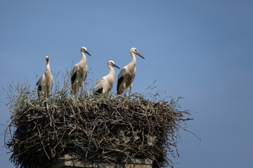 White stork, Ciconia ciconia, large bird, stork family Ciconiidae.
