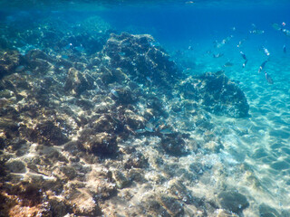 underwater view of the seabed