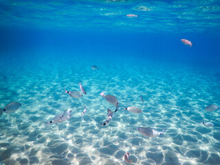 Fototapeta premium underwater view of the seabed