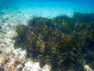 Posidonia meadows at italian sea